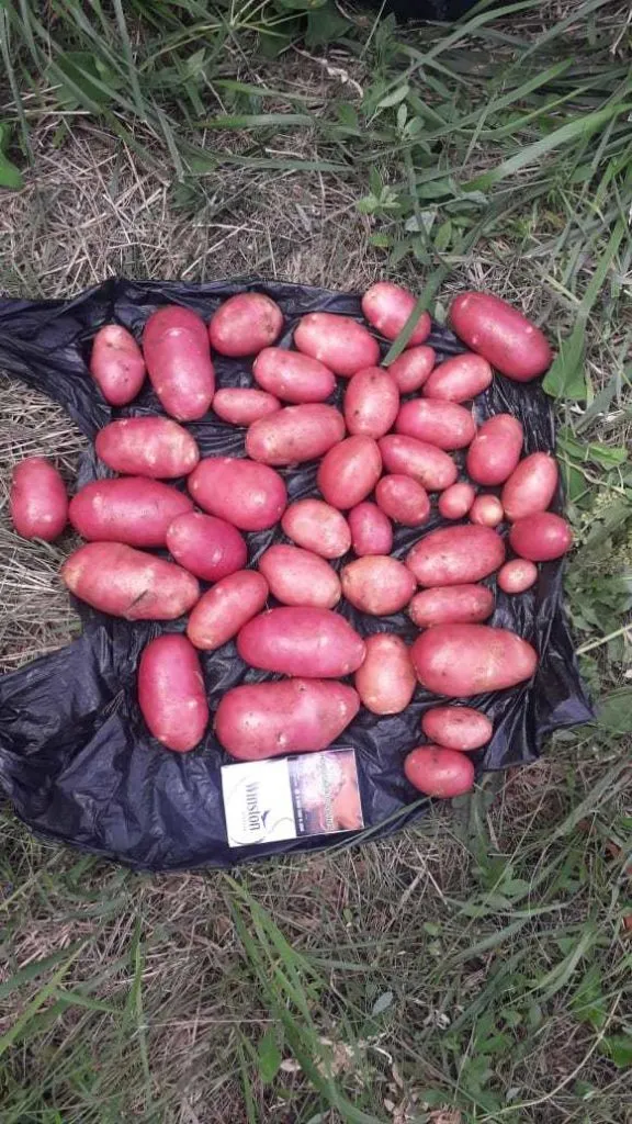 картофель ред скарлетт оптом от КФХ в Белгороде