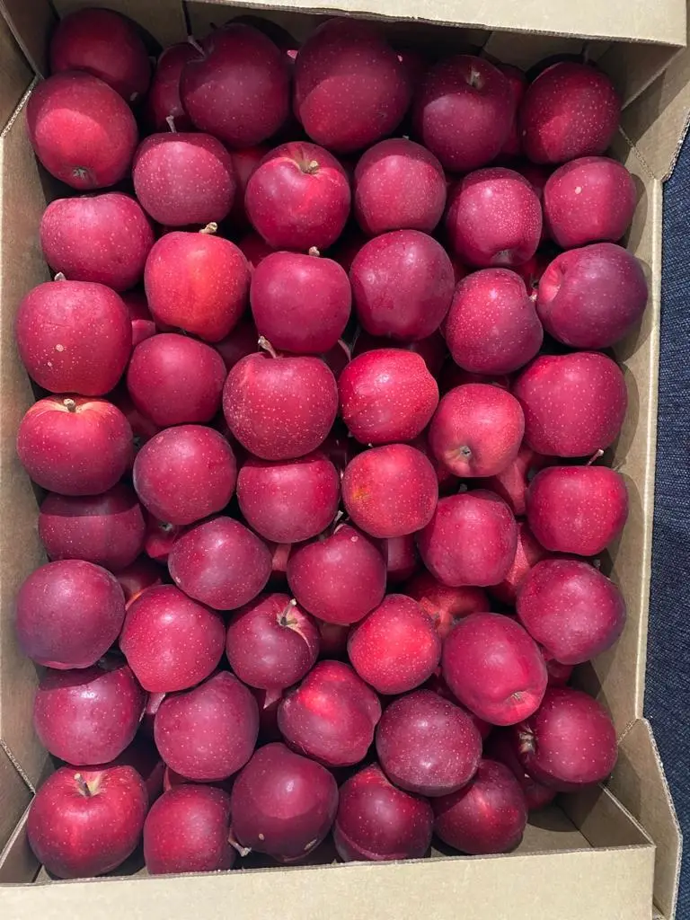 яблоки оптом 1 и 2 сорт от 20р в Белгороде 2
