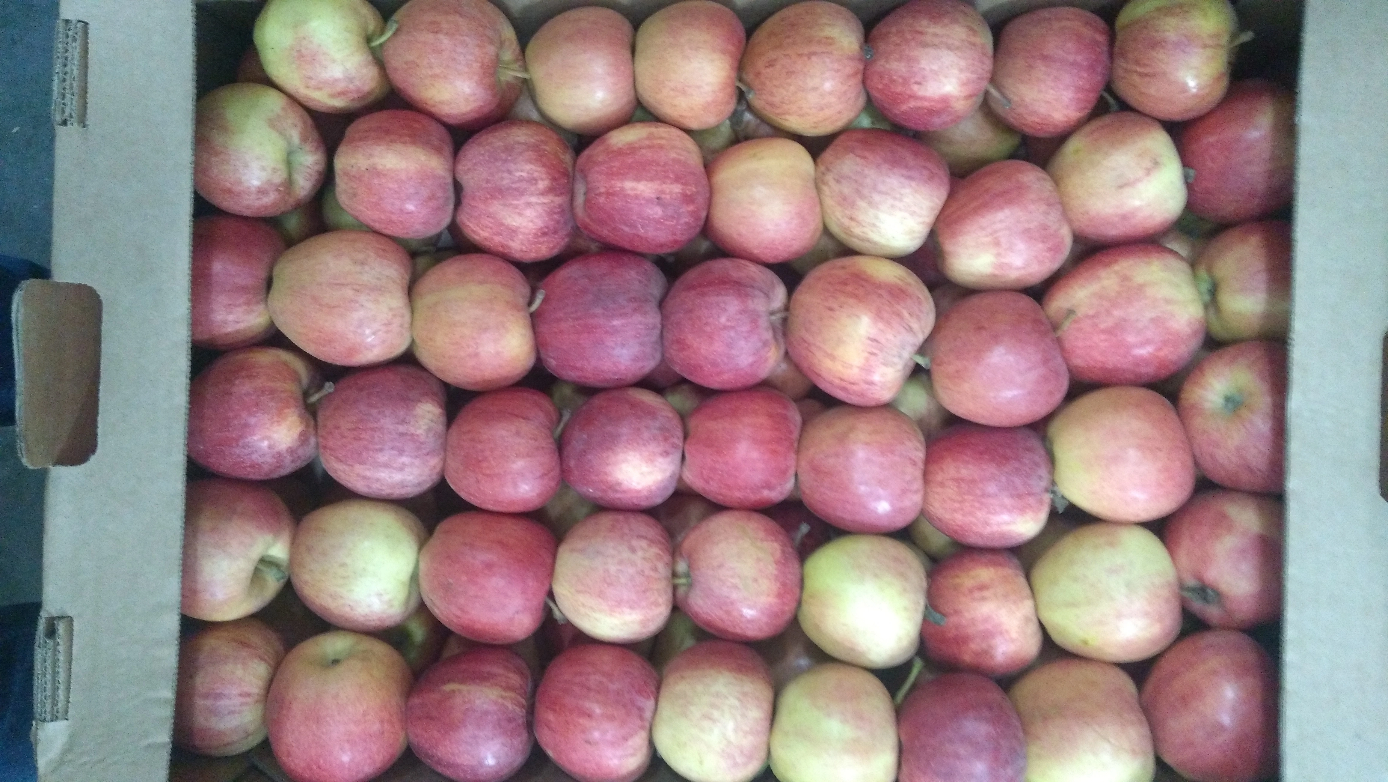 яблоки оптом 1 и 2 сорт от 20р в Белгороде