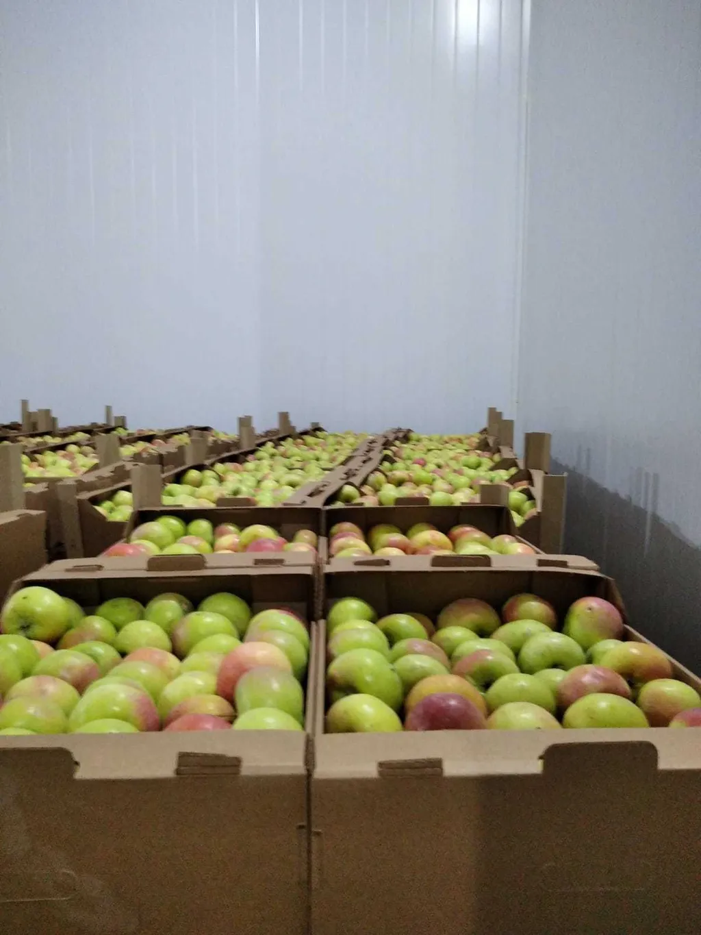 яблоко оптом от производителя в Новом Осколе